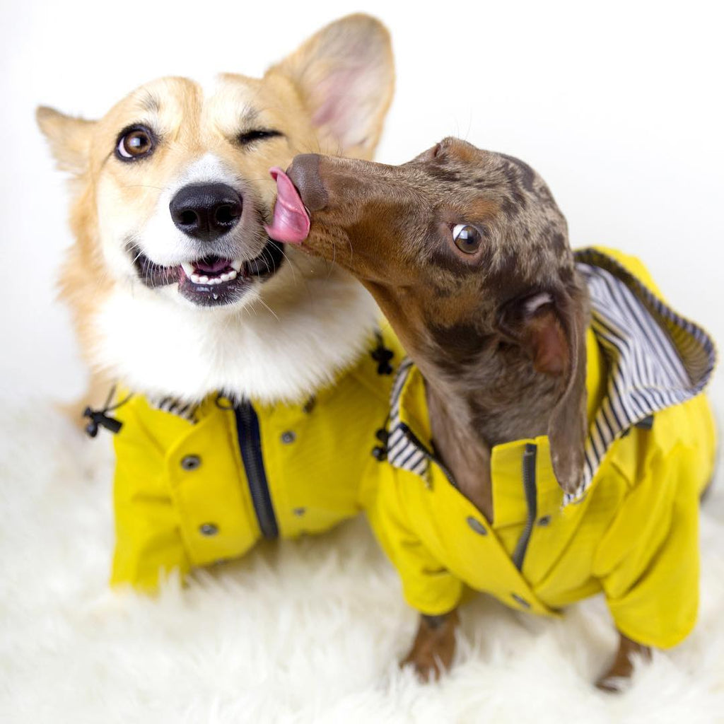 Waterproof Dog Raincoat – Windproof Polyester Pet Jacket for Small to Large Dogs
