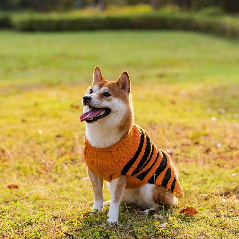 Halloween Dog Sweater – Warm Teddy Pet Costume for Small Dogs (XS–XL)